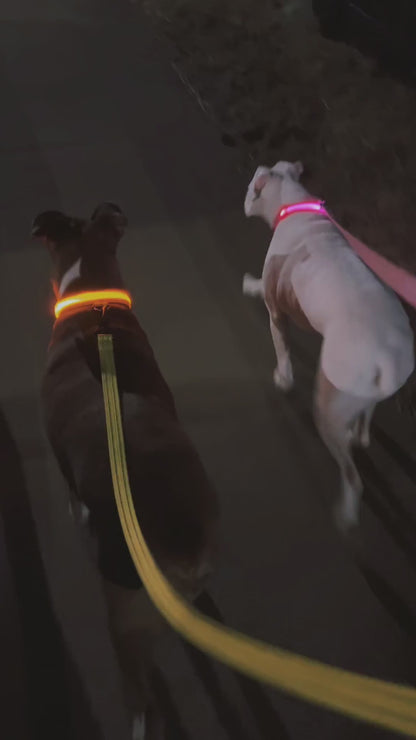 Collar LED de Nylon de Alta Resistencia Galanai NightSafe